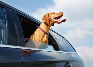 5 tips om je auto af te koelen hitte in de auto