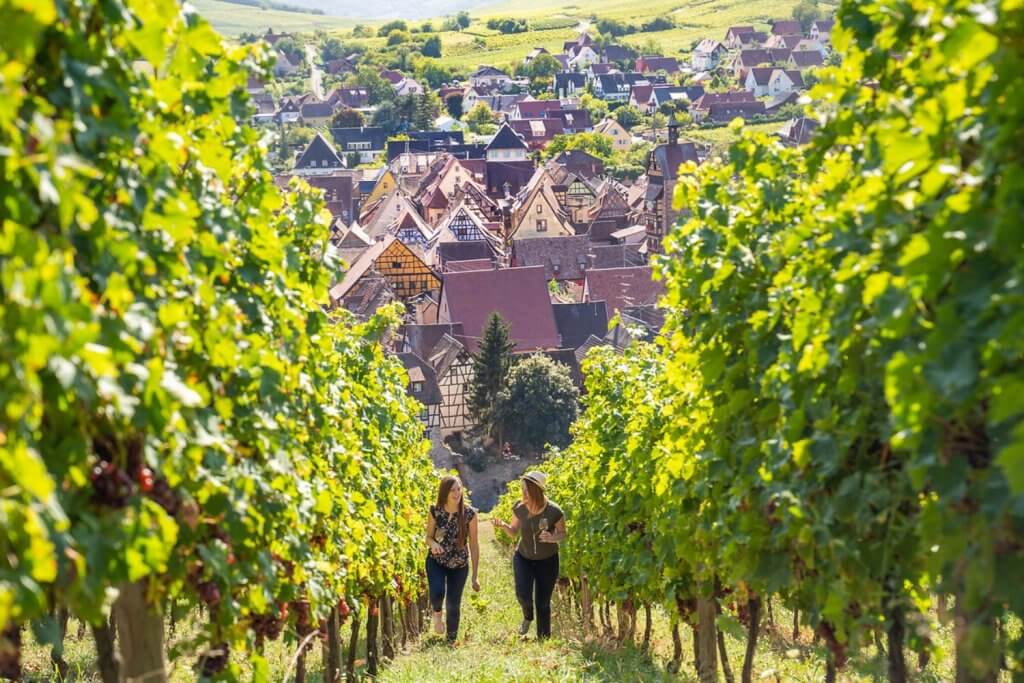 De mooiste fietsroutes in Europa Frankrijk Route des Vins d'Alsace