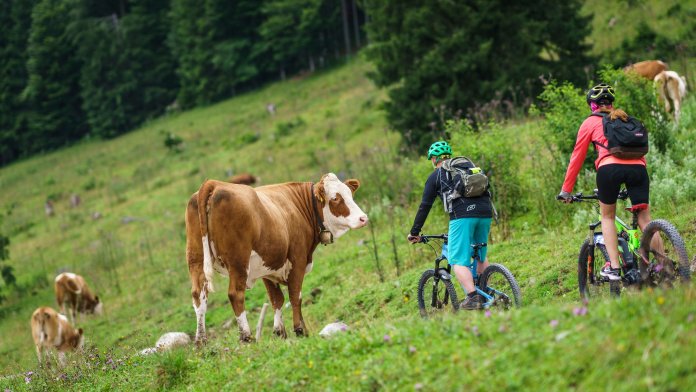 De Mol Duitsland