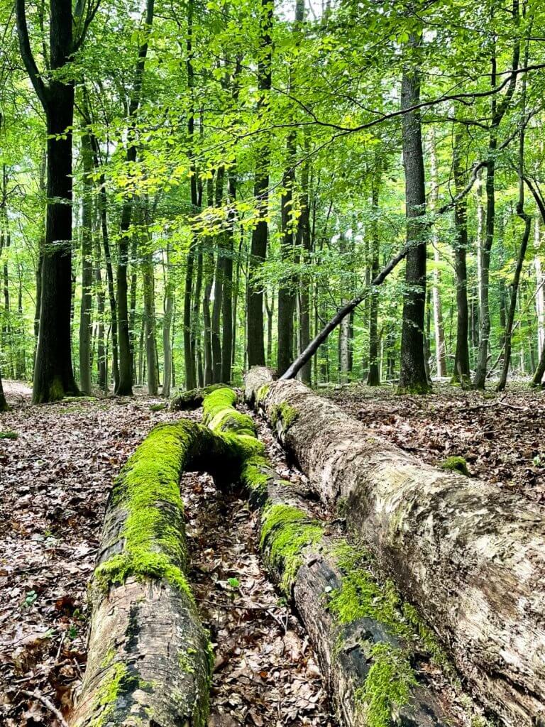 Saarland Duitsland duurzaam reizen bos wandelen