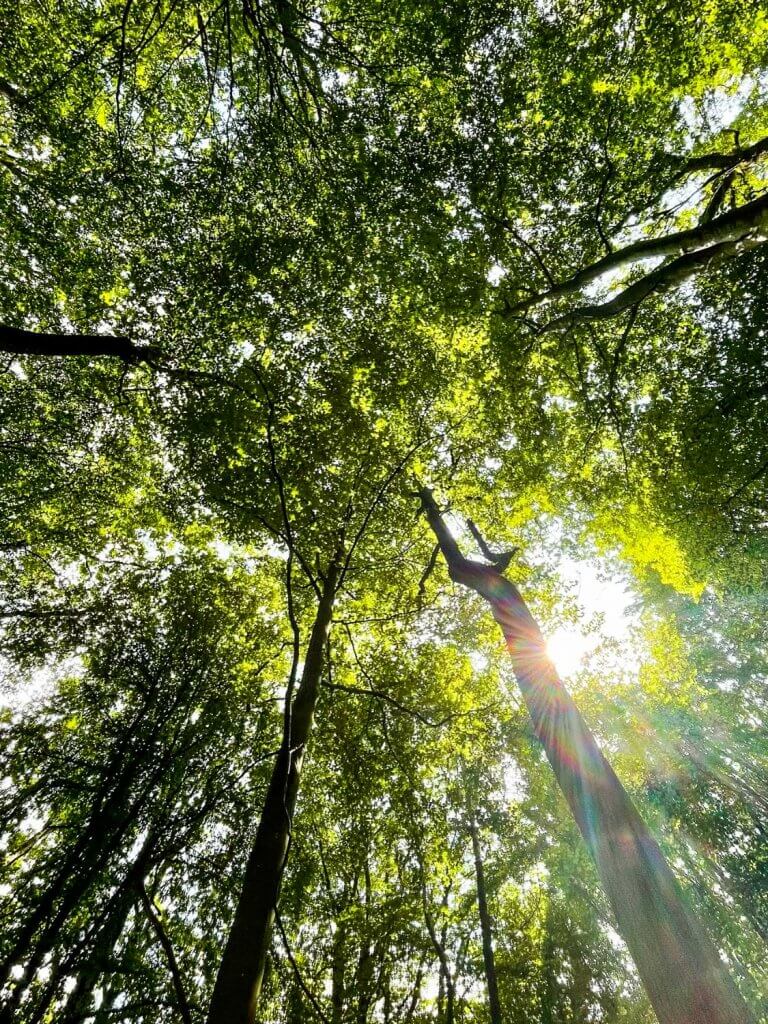 Saarland Duitsland duurzaam reizen bos wandelen