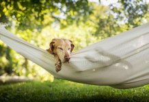 Vakantie met hond: hier boek je jouw logies Vakantie met hond