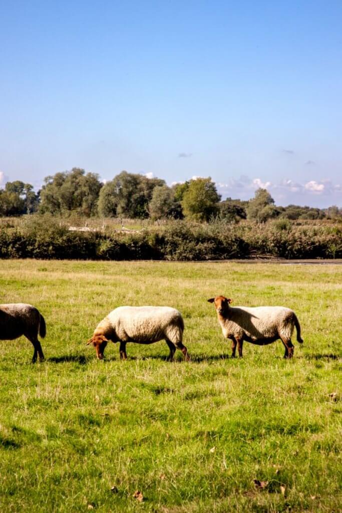 Vakantiehuizen met zwembad