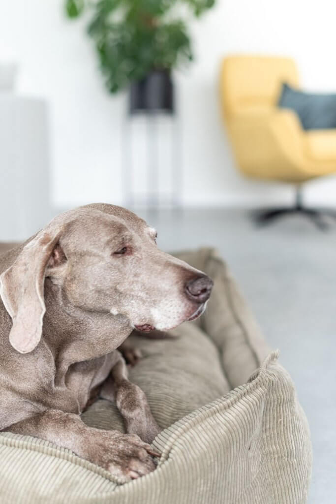 Hier mag je hond mee overnachten in eigen land