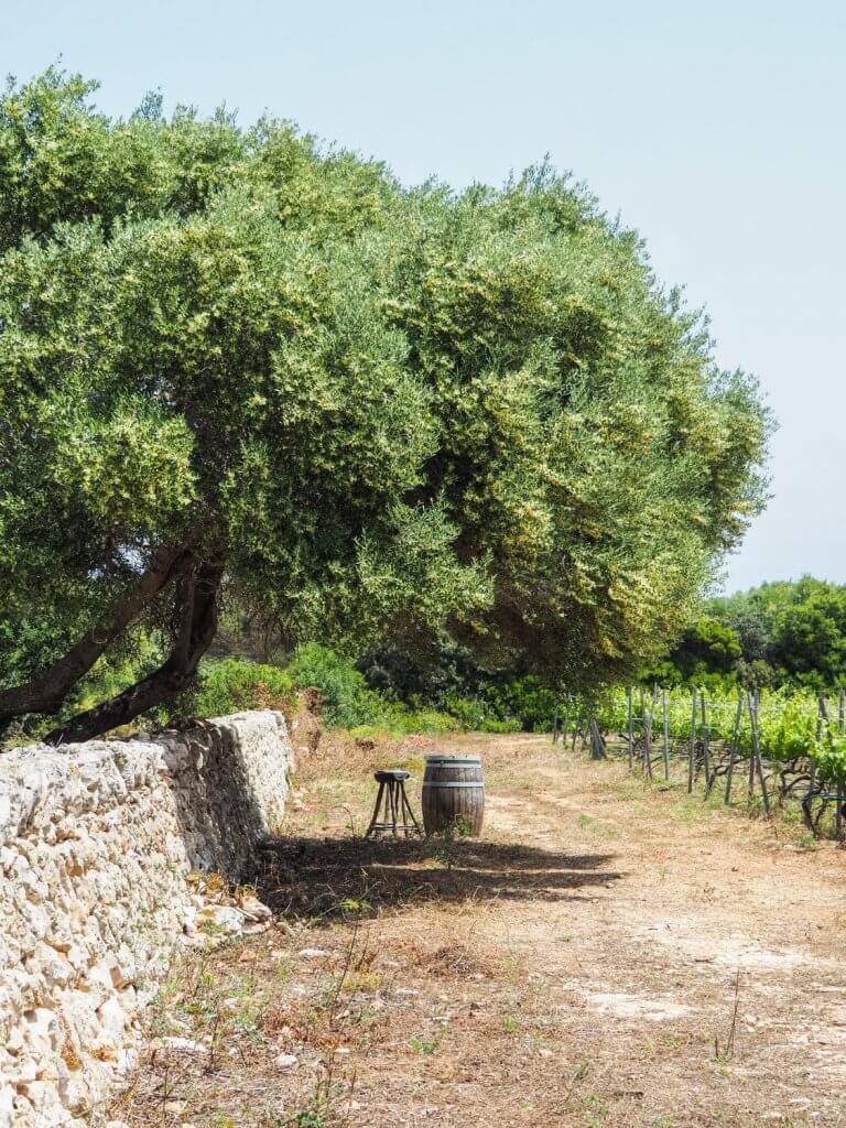 Binifadet wijndomein Menorca