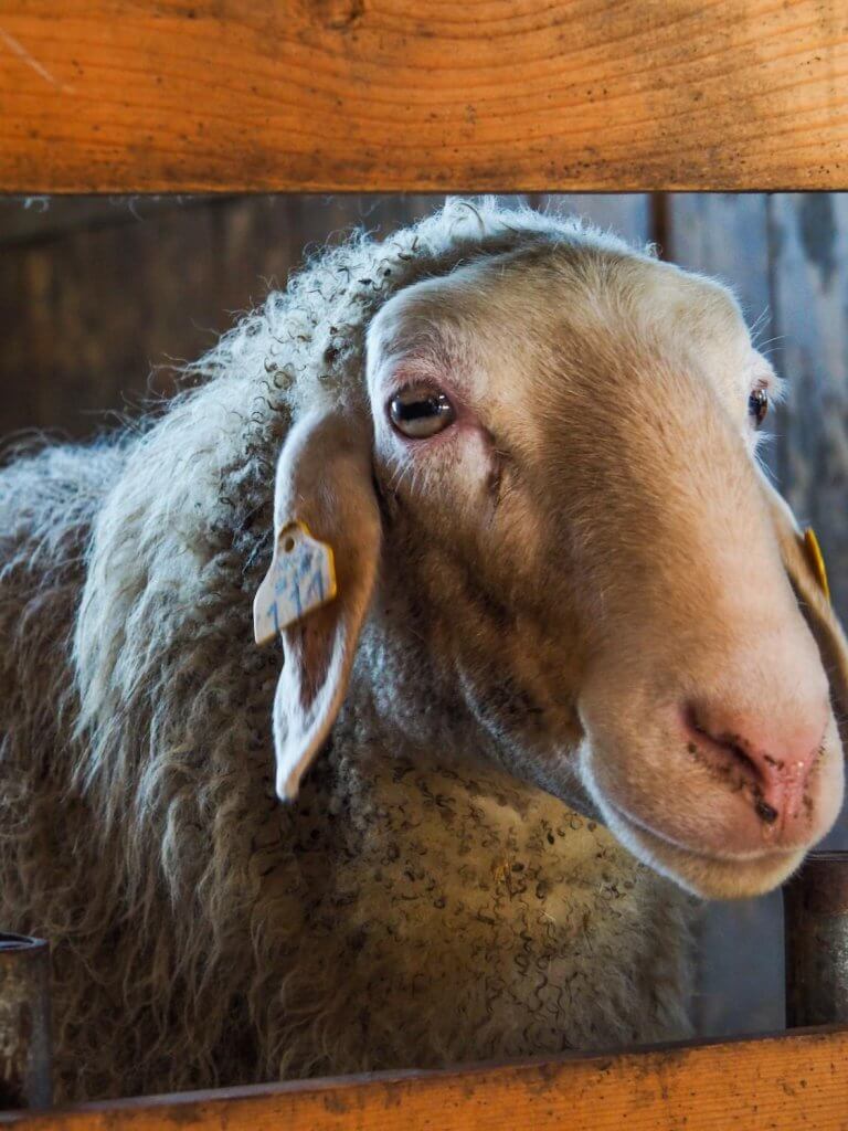 Het onbekende Slovenië