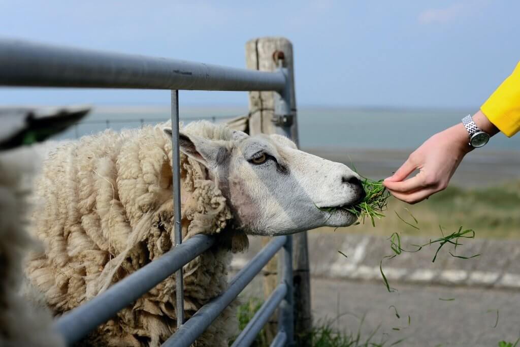 Waddeneilanden Texel schapen wandelen